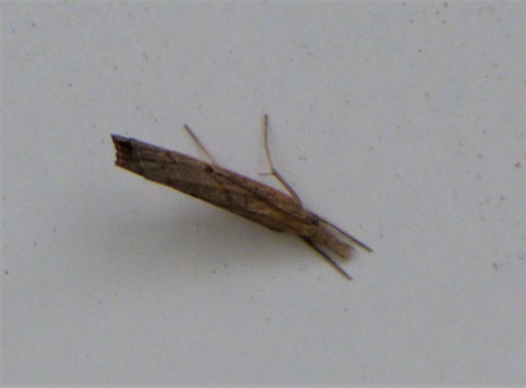 Pediasia contaminella